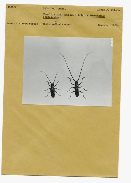 Forest Insects - General, National Forest Service… — PICRYL - Public ...