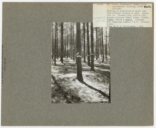 Timber Stand Improvements - North Carolina, National… — NARA and DVIDS ...