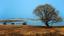 A lone tree sitting on top of a dry grass field. Countryside wetlands natural.