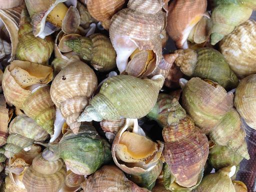 A pile of shells sitting on top of a table. Crustaceans… — PICRYL ...