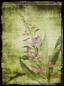 A close up of a plant with pink flowers. Fireweed pink scanned original flower.