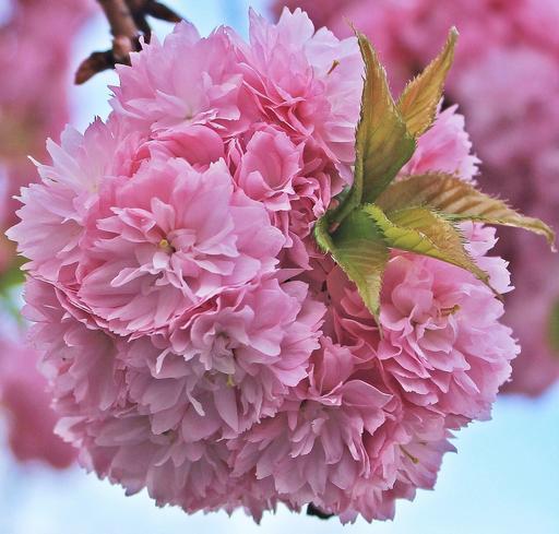 A close up of a bunch of pink flowers. Japanese cherry blossom japanese ...