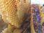 A close up of some honeycombs with honey. Soil honey the original ecology natural.