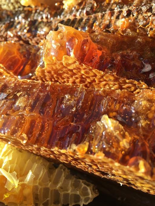 A bunch of honeycombs sitting on top of a table. Soil honey the original ecology natural., soil, honey, ecology, natural, close up, dirt