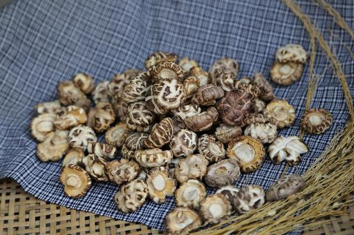 Public domain stock image. Shiitake mushroom the original ecology photography., shiitake mushroom, mushroom, fungus, ecology, nature, outdoors, forest, organic, food