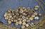 Public domain stock image. Shiitake mushroom the original ecology photography.