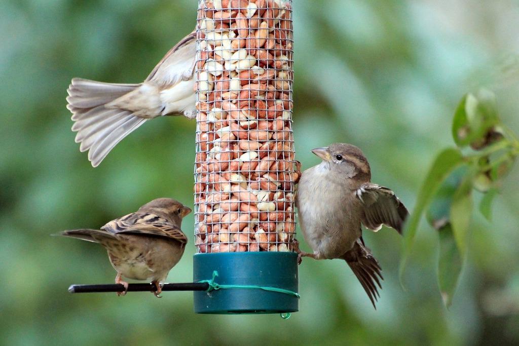 a picture  of birds around a bird feeder
