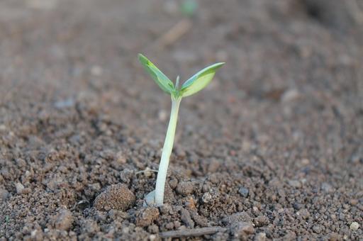 kale plant Rubybor F1 Untreated Kale Seeds main image 1