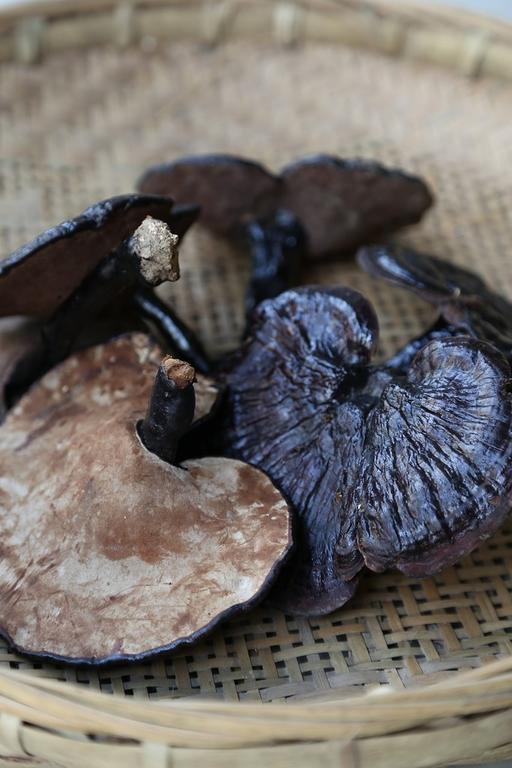 Public domain stock image. Wild lingzhi the original ecology photography., lingzhi, mushroom, wild, ecology, nature, fungi, plant, flora
