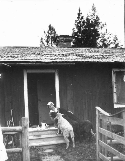 Flicka matande fyra lamm.Originaltext: Från min glada sommar i Vittersjö stugan. Cissi Löfgren., girl, lambs, feeding, farm, animals, child, rural, domestic animals