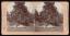 Cherokee rose and aboriginal stone implements, Pasadena, Cal., U.S.A