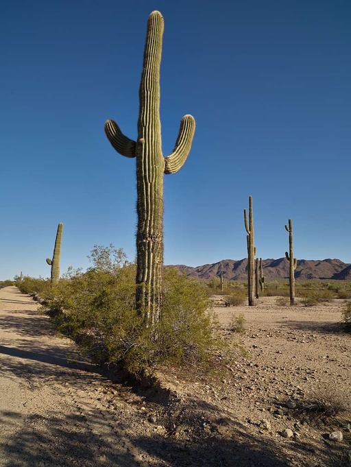 fairy castle cactus Cactus