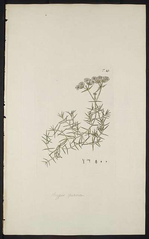 Drypis spinosa-Hortus botanicus-original, drypis spinosa, botanical illustration, spiny plant, flowers, hortus botanicus, plant anatomy