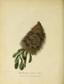Journal of a voyage to New South Wales (17273229154)