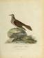 Journal of a voyage to New South Wales (17275256523)