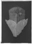 Anckarströms mask från Operamaskeraden den 16 mars 1792 - Livrustkammaren - 372-negative