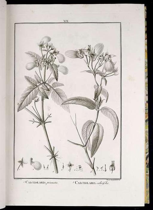 Icon Calceolaria sp-original, public domain photograph, calceolaria, plant, flowers, pouch like flowers, botanical, flora