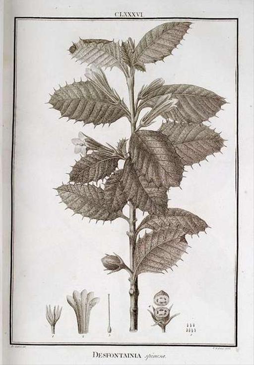 Desfontainia spinosa 1-original, desfontainia spinosa, botanical illustration, flora, plant, leaves, flowers, botany