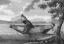 Pemulwuy aka Pimbloy - Public domain  engraving