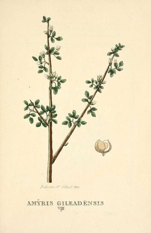 Elements of the science of botany (9787797913) - PICRYL - Public Domain ...
