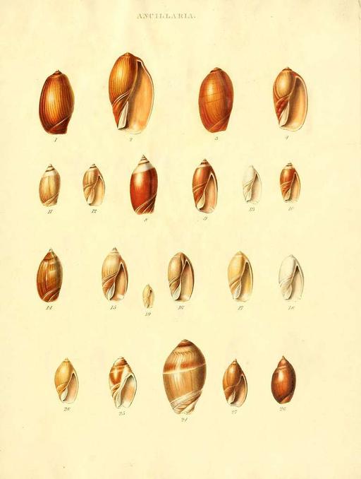 Species conchyliorum, or, Concise original descriptions and observations accompanied by figures of all the species of recent shells, with their varieties (Plate 11) (7486586746), seashells, marine life, illustration, conchology, mollusks, shells