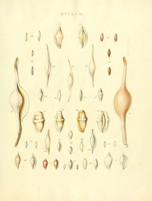 Species conchyliorum, or, Concise original descriptions and observations accompanied by figures of all the species of recent shells, with their varieties (Plate 10) (7486585708), seashells, illustration, marine life, shells, natural history, conchology