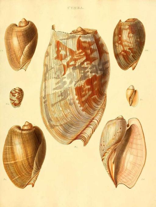 Species conchyliorum, or, Concise original descriptions and observations accompanied by figures of all the species of recent shells, with their varieties (Plate 7) (7486582902), seashells, mollusks, illustration, scientific illustration, conchology, natural history