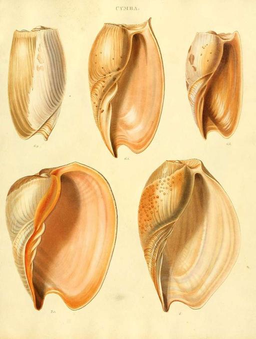 Species conchyliorum, or, Concise original descriptions and observations accompanied by figures of all the species of recent shells, with their varieties (Plate 4) (7486579826), shells, species, conchyliorum, illustration, marine biology, mollusks