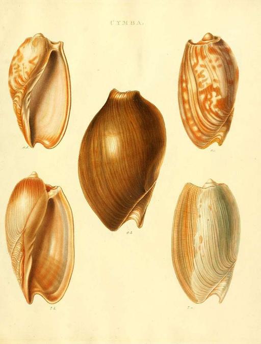 Species conchyliorum, or, Concise original descriptions and observations accompanied by figures of all the species of recent shells, with their varieties (Plate 6) (7486581786), seashells, mollusks, illustration, scientific illustration, conchology, shells, marine life