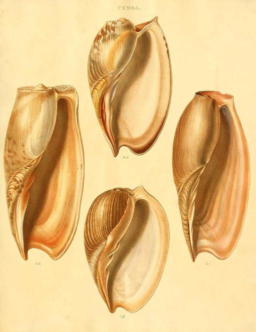 Species conchyliorum, or, Concise original descriptions and observations accompanied by figures of all the species of recent shells, with their varieties (Plate 8) (7486584066), shells, conchyliorum, species, illustration, marine life, mollusks, scientific illustration