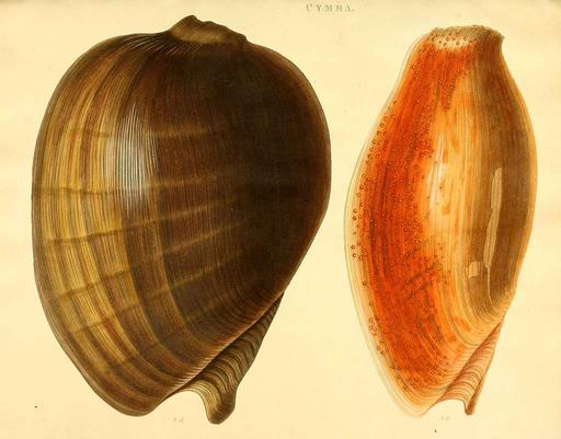 Species conchyliorum, or, Concise original descriptions and observations accompanied by figures of all the species of recent shells, with their varieties (Plate 3) (7486578686), seashells, mollusks, illustration, scientific illustration, conchology, natural history