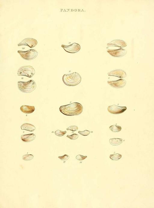 Species conchyliorum, or, Concise original descriptions and observations accompanied by figures of all the species of recent shells, with their varieties (Plate 14) (7486589102), shells, conchyliorum, species, illustration, marine biology, mollusks, scientific illustration