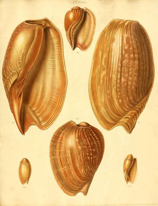 Species conchyliorum, or, Concise original descriptions and observations accompanied by figures of all the species of recent shells, with their varieties (Plate 1) (7486576756), seashells, mollusks, illustration, scientific illustration, conchology, marine life