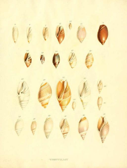 Species conchyliorum, or, Concise original descriptions and observations accompanied by figures of all the species of recent shells, with their varieties (Plate 12) (7486587788), shells, species, conchyliorum, illustration, marine biology, mollusks