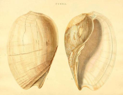 Species conchyliorum, or, Concise original descriptions and observations accompanied by figures of all the species of recent shells, with their varieties (Plate 2) (7486577816), seashells, conchology, illustration, mollusks, marine biology, natural history