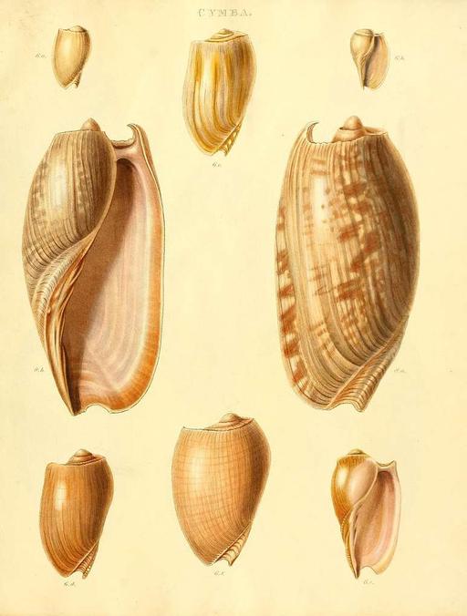 Species conchyliorum, or, Concise original descriptions and observations accompanied by figures of all the species of recent shells, with their varieties (Plate 5) (7486580600), shells, conchyliorum, species, illustration, scientific illustration, mollusks, marine life, natural history
