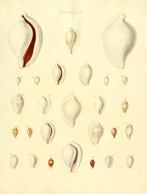 Species conchyliorum, or, Concise original descriptions and observations accompanied by figures of all the species of recent shells, with their varieties (Plate 9) (7486584868), seashells, mollusks, illustration, natural history, conchology, marine life, shells, species