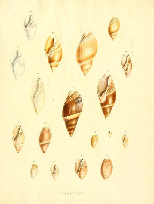 Species conchyliorum, or, Concise original descriptions and observations accompanied by figures of all the species of recent shells, with their varieties (Plate 13) (7486588472), seashells, marine life, illustration, mollusks, shells, conchyliorum