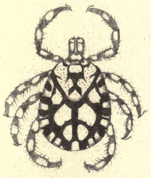 Dermacentor rhinocerinus (Denny, 1843), male from original description, dermacentor rhinocerinus, tick, male, illustration, original description, arthropod, parasite