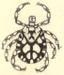Dermacentor rhinocerinus (Denny, 1843), male from original description