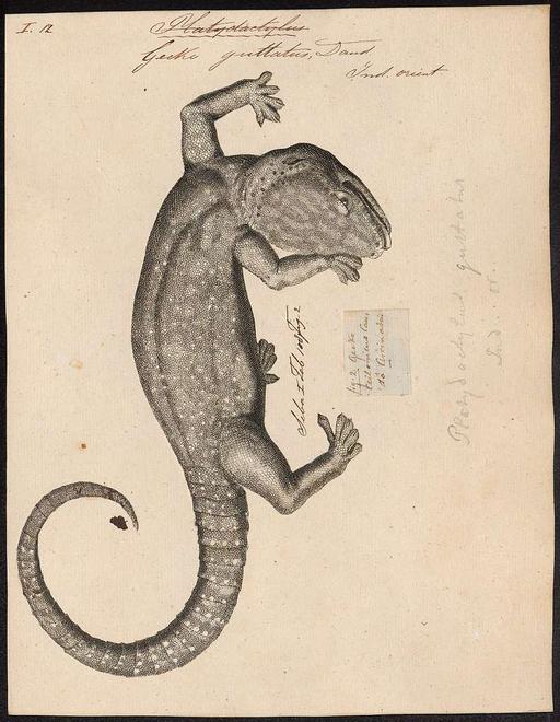 Gecko guttatus - - Print - Iconographia Zoologica - Special Collections ...