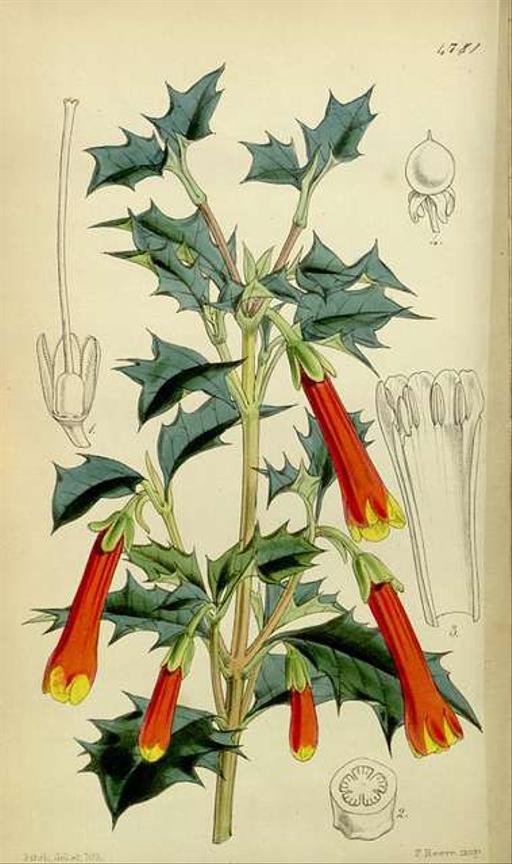 Desfontainia spinosa-original - Public domain botanical illustration, desfontainia spinosa, flowering plant, illustration, botanical art, flora