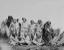 A group of Aboriginal men in possum skin cloaks and blankets in 1858 at Penshurst in Victoria
