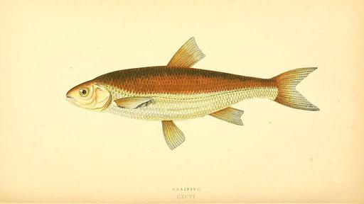 A history of the fishes of the British Islands (10591320216) - PICRYL ...