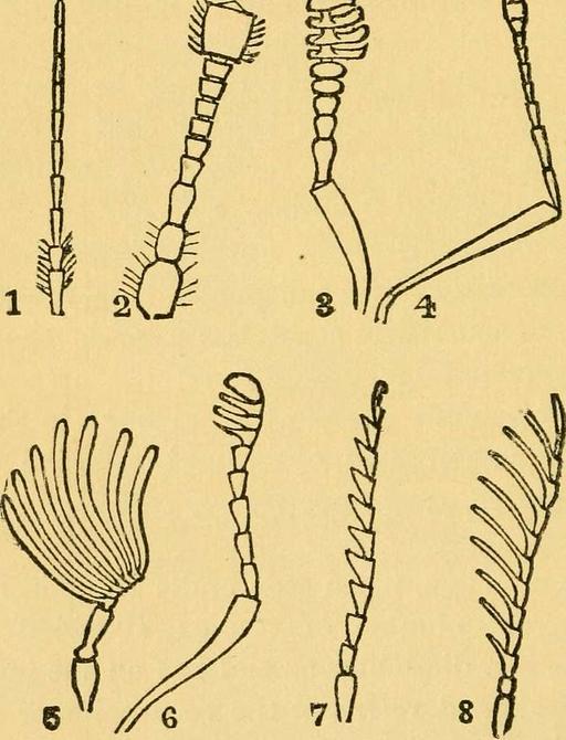 Structure and classification of insects (1872) (14760250596) - PICRYL ...