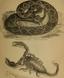 An original and illustrated physiological and physiognomical chart (1873) (14778731332)