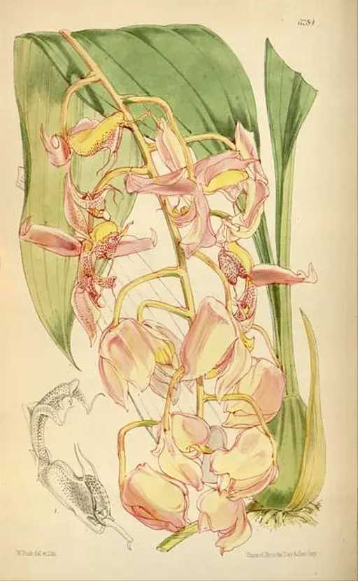 Select Orchidaceous Plants Robert Warner Lot - WARNER, ROBERT; and