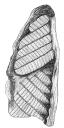 American Aboriginal Pottery Illustration  1877 AD, North America