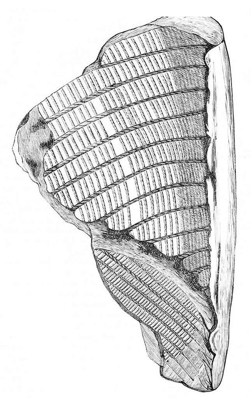 Pre-Columbian Ceramic Vessel Cross-Section Illustration by Unknown, USA, 1877 AD, ceramics, archaeology, pre columbian, scientific illustration, pottery