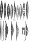 Various forms of the mulga (Aborigines of Victoria)